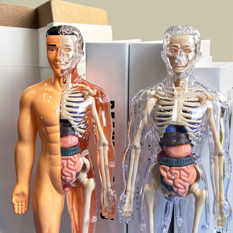 3D Human Skeleton Organ Anatom - Model Kit Fantasy recension och pris